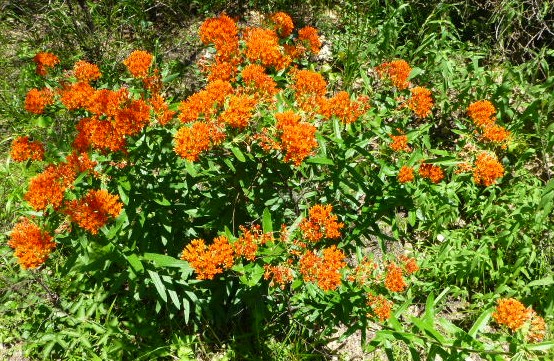 Butterflyweed.jpg