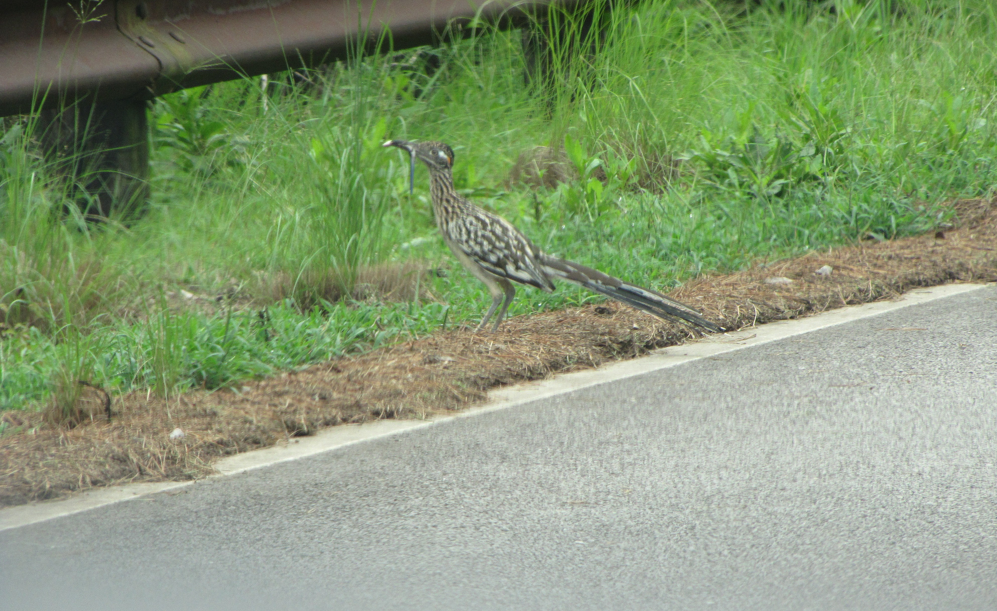 Roadrunner.jpg