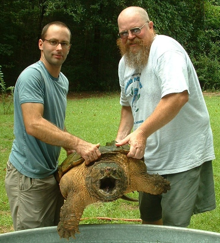 northern snapping turtle